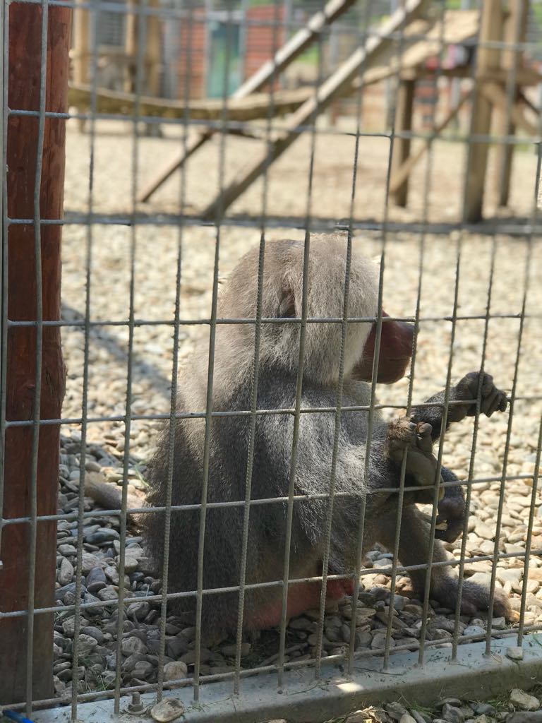 Grădina zoologică din Sibiu miruna ioani